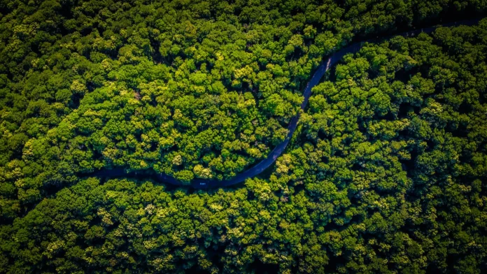 Abraji prorroga prazo para inscrições de propostas de reportagens investigativas sobre a Amazônia Legal