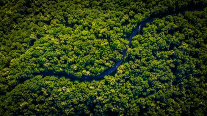 Abraji e Transparência Brasil levarão 12 jornalistas da Amazônia Legal para o 20º Congresso em SP