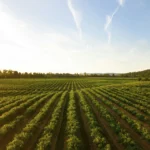 agropecuaria credito Dan Meyers na Unsplash